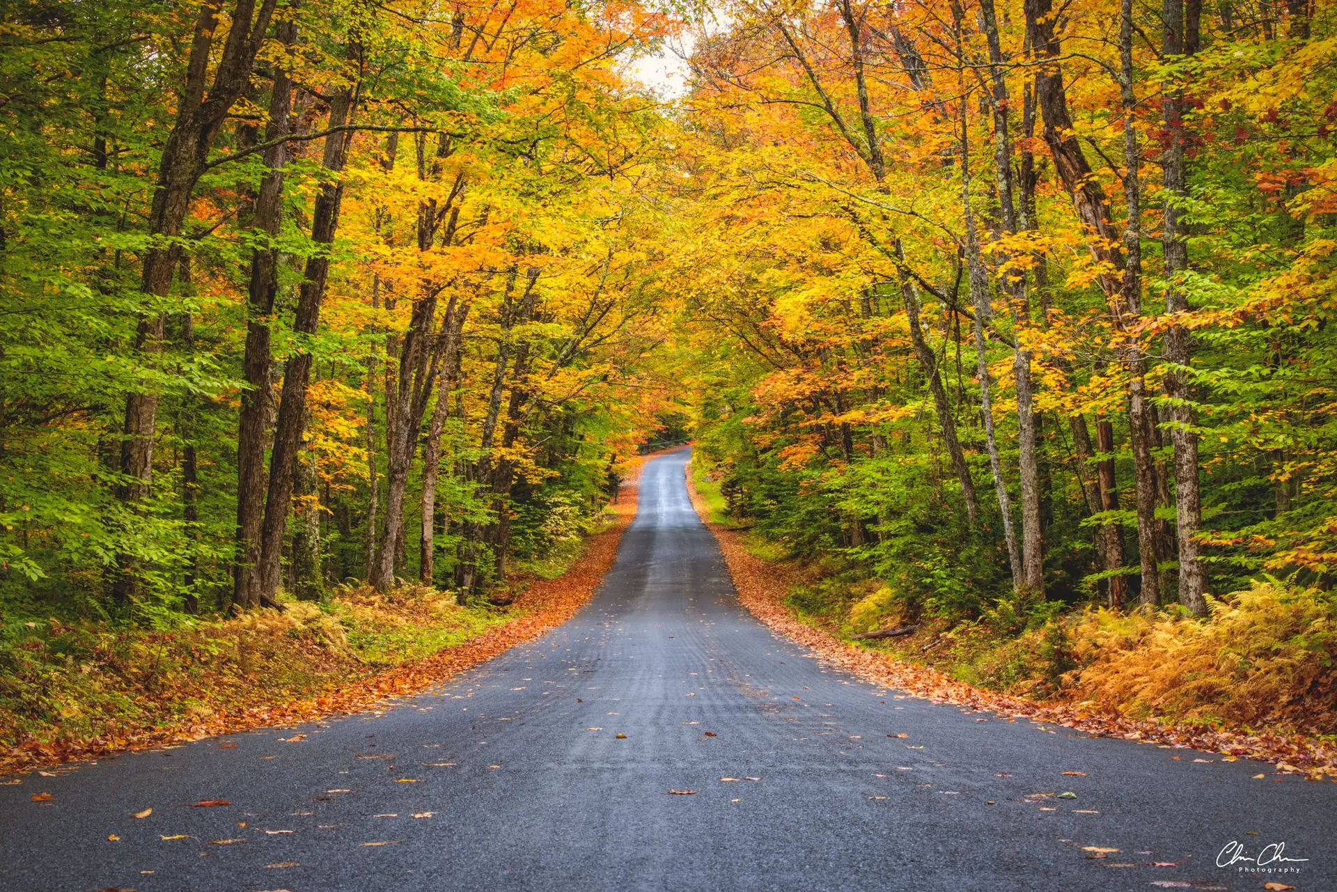 An empty rural road running through a tunnel of fall foliage